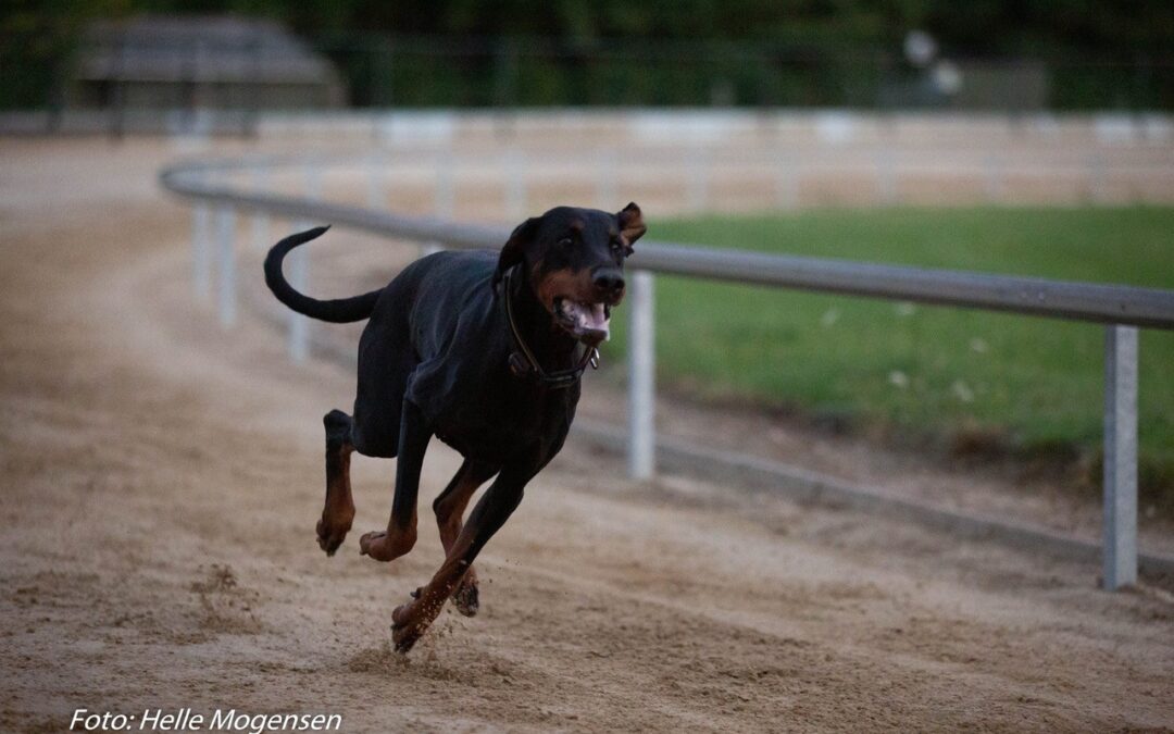 24 Juli  2021 Prøv en væddeløsbane med din hund.